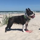 Ursula Noble Braveheart 