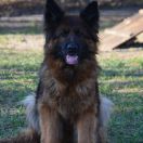 V28(PL) Lora Mis-Maz