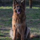 V6(PL) Miranda vom Trojangold