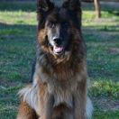 VA3(PL) V1(PL) V14(BSZS) SG7(BSZS) Elita vom Trojangold