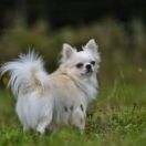 VALEO VALERY VISENTE