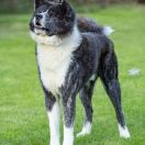 WAKKANAI Sakura No Sono