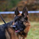 WANDA vom Haus Tchorz