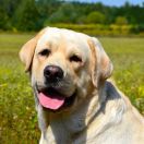 WARRABKOOK of Bohemia Bras