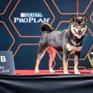 WATASHI NO KUROSHINJU Tajgeta