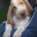 What Ever You Want BIZA