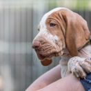 What Ever You Want BROKAT