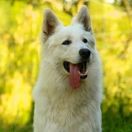 JCHPL White Dream Team DESPACITO LLUVIA 