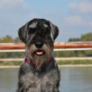 WINNIE Elfara Poland FCI