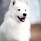 Winter Sky BAIKAL PEARL