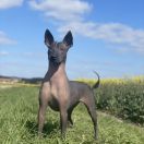 Wonderland Itar JENIFER LAURET