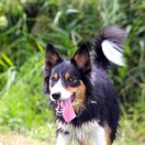 YELLOW BUTTERFLY Border Song