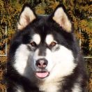 YOU MOVE ON THIN ICE z Śnieżnej Doliny