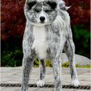 Yumetorame Go Fuen No Oka