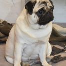 ZĘBUSZKA Czar Olbrzyma