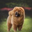 ZELDA Heart Fiery Dragon