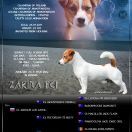 Ch.PL Ch.MNE Gr.Ch.MNE ZEUS from Maska-Hunter 