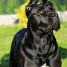 ZINETTA Z GILDII NIEUSTRASZONYCH