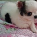 ZOYA GWIAZDKI ARMANIEGO FCI