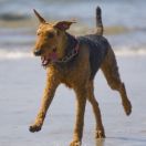Airedale terrier