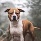 American staffordshire terrier (Amstaff)