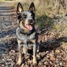 Австралийский хилер