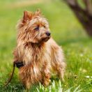 Australian Terrier