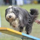 Bearded Collie