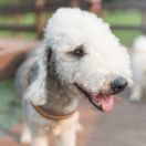 Bedlington terrier