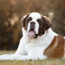 San Bernardo Pelo largo