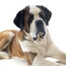 San Bernardo Pelo corto