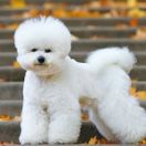 Bichon Frise