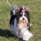 Biewer Yorkshire Terrier a'la Pom Pon