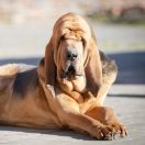 Bloodhound