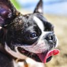 Boston terrier