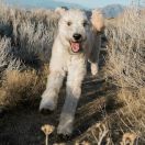 Bouvier des Ardennes