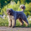 Фландрський був’є