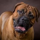 Bullmastiff