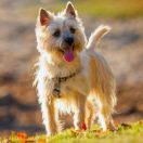 Cairn Terrier
