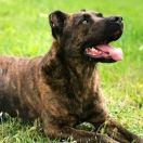 Cão Fila de São Miguel