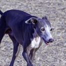 Малая итальянская борзая 