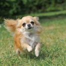 Chihuahua Langhaarig