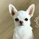 Chihuahua Kurzhaarig