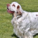 Clumber spaniel