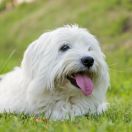 Coton De Tulear