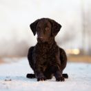 Курчавошерстный ретривер