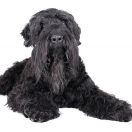 Czarny terier rosyjski