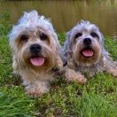 Dandie dinmont terrier 