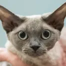 Devon rex