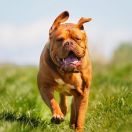 Dog de Bordeaux (Mastif francuski)